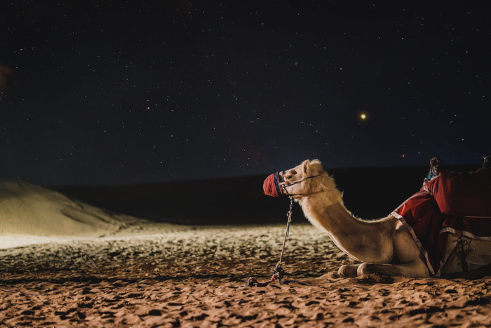 A resting camel in the desert under a starry night sky.