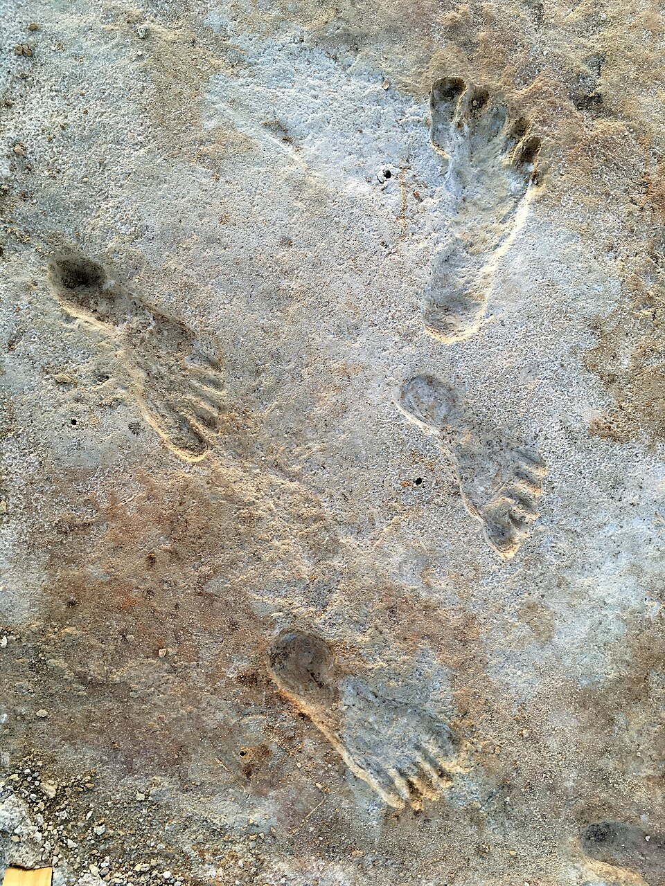Fossilized human footprints at White Sands National Park, New Mexico.