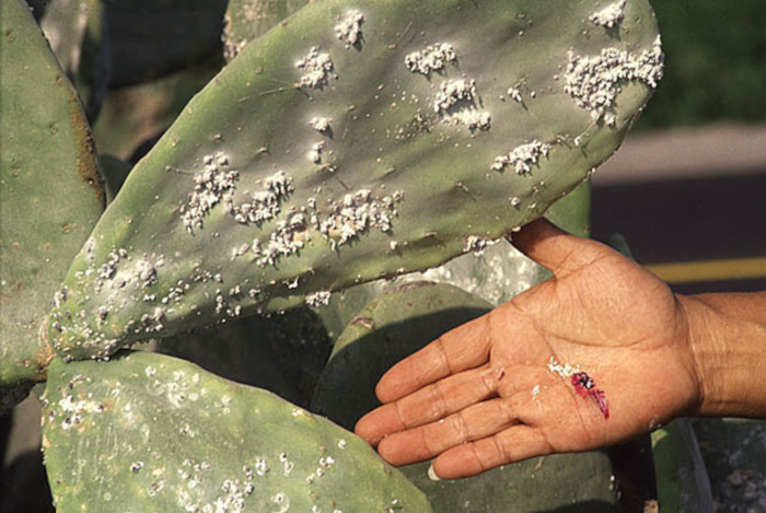 Cochineal insects (Dactylopius coccus) on a cactus pad.