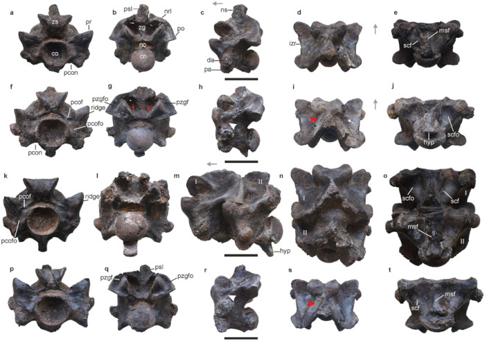 Fossilized trunk vertebrae assigned to Vasuki indicus.