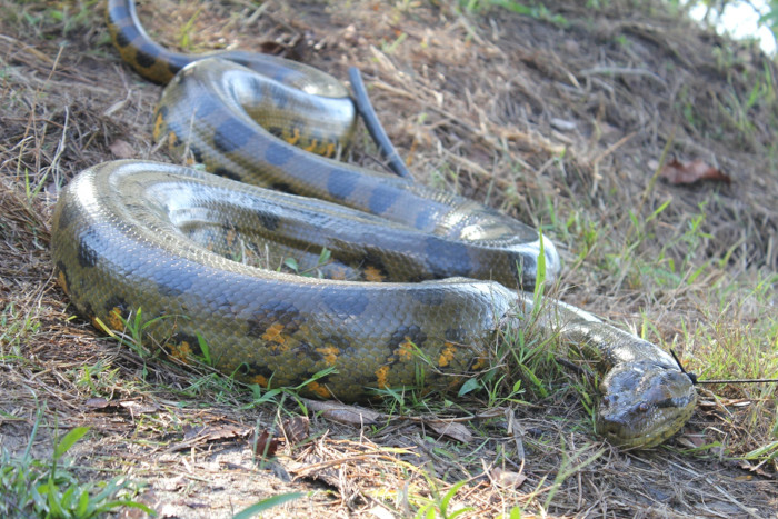 Modern green anaconda, shown as a comparison for the ambush-predator lifestyle proposed for Vasuki.