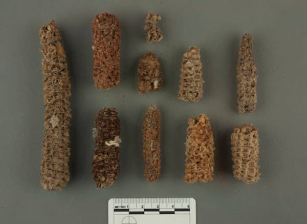 Archaeological maize cobs 