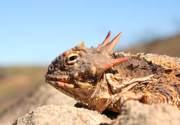Horned lizard
