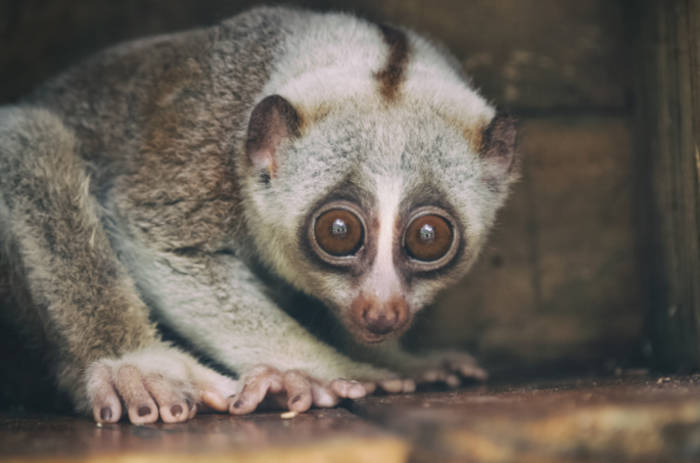 A slow loris