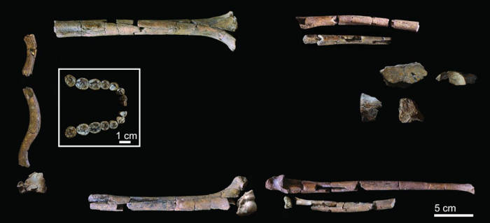 Skeletal remains of KNM-ER 64060 and KNM-ER 64061