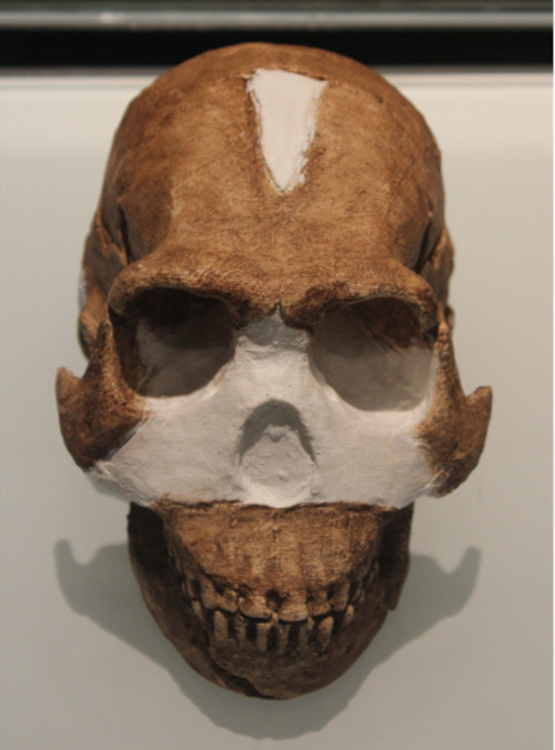 Skull of Homo naledi