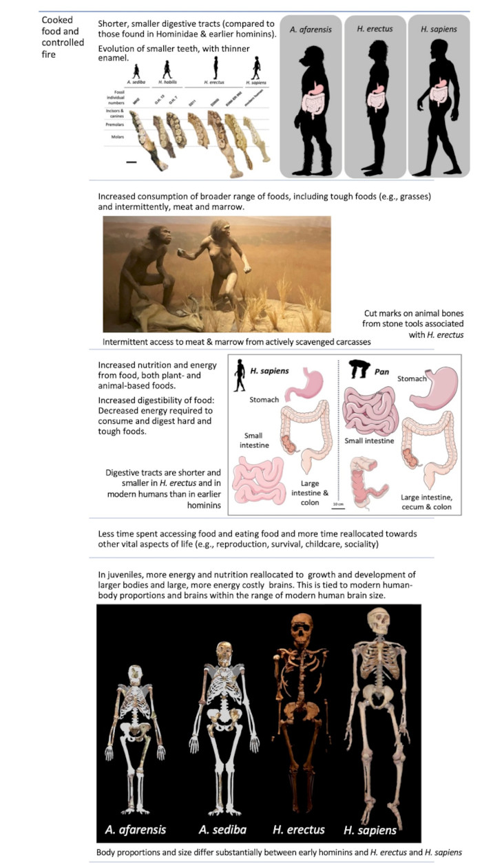 Comparison of hominin diets, brains, and bodies showing evolutionary changes