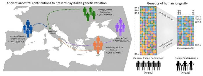 Infographic of ancestral contributions to present day Italian genetic variation.