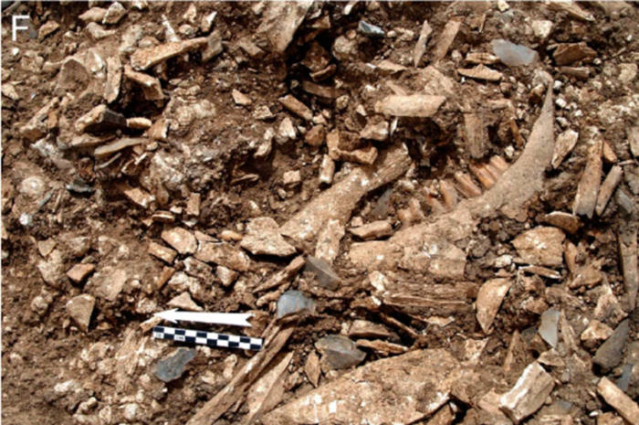 Bones in situ at the discovery site.