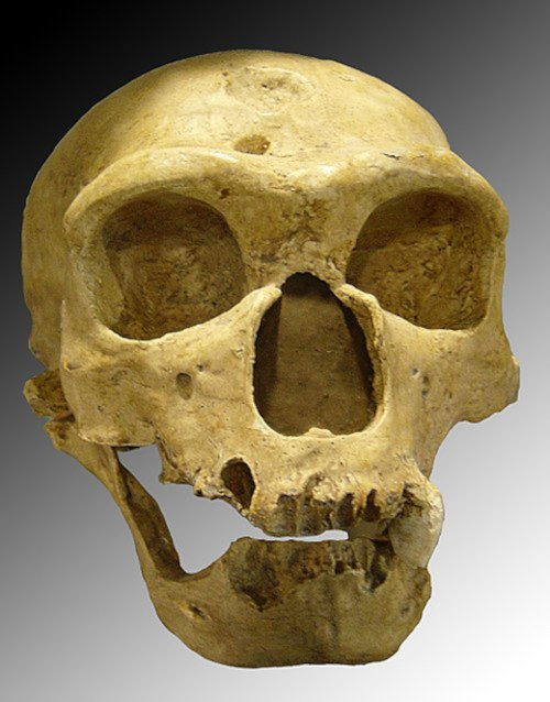 Neanderthal Human Hybrid Skull Turns Out To Be Modern Human Ancient