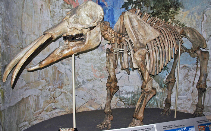 A mounted North American Gomphotherium osborni skeleton 