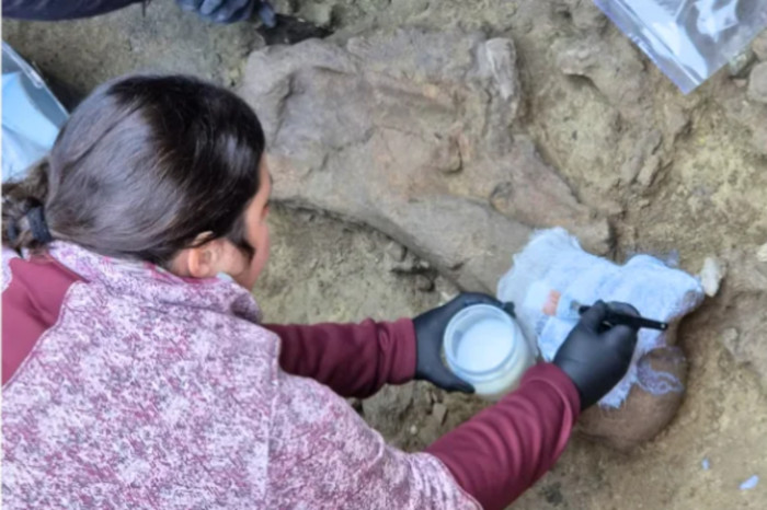 Large gomphothere humerus being prepared for lifting from its location