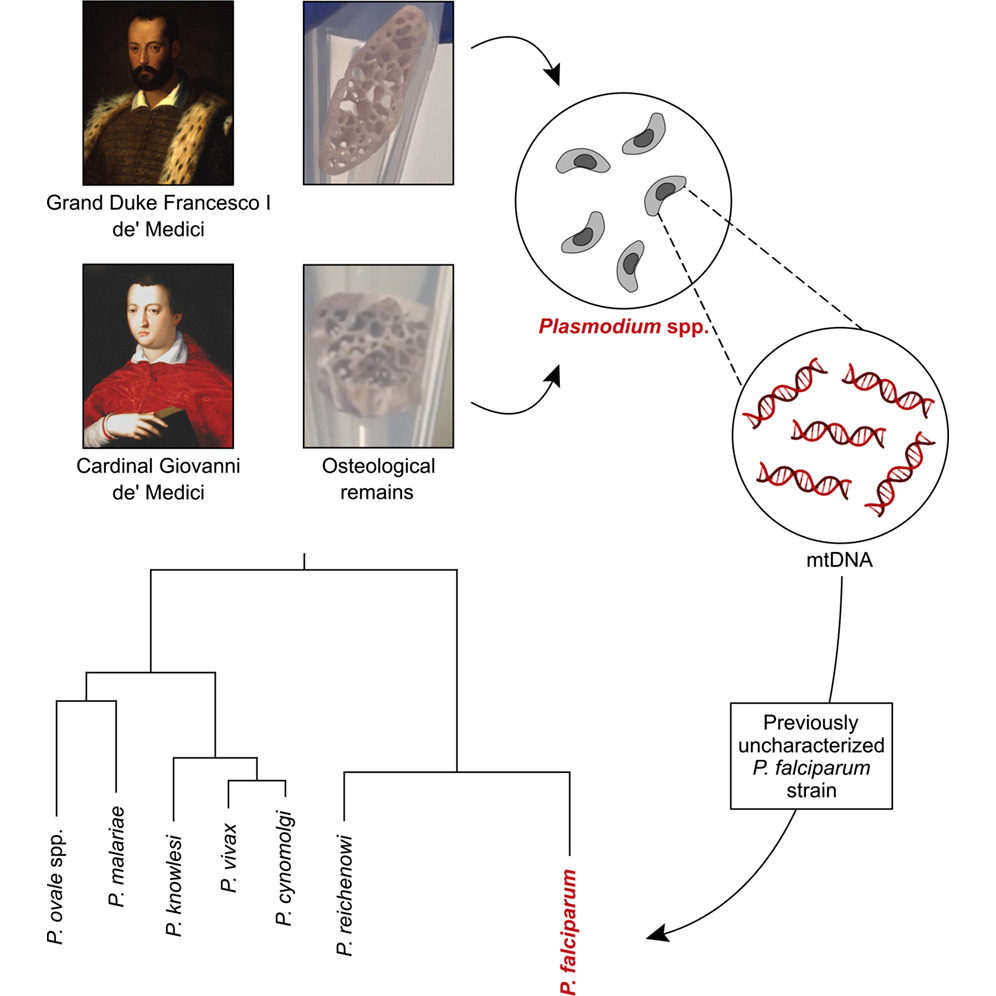 Infographic relating how DNA damage found in the Medici brothers’ samples revealed malaria as cause of death