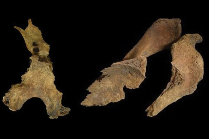 Fragments of the skull of the woman buried at Loch Borralie