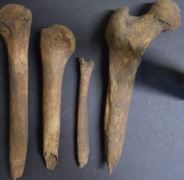 Iron Age long bones from Loch Borralie, Scotland, whittled to sharp points 