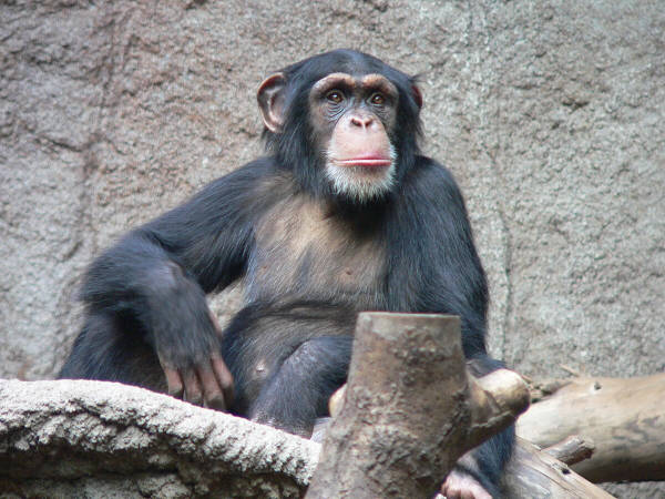 A Chimpanzee