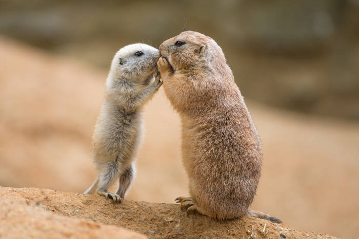 Prairie dogs locking libs to share food.