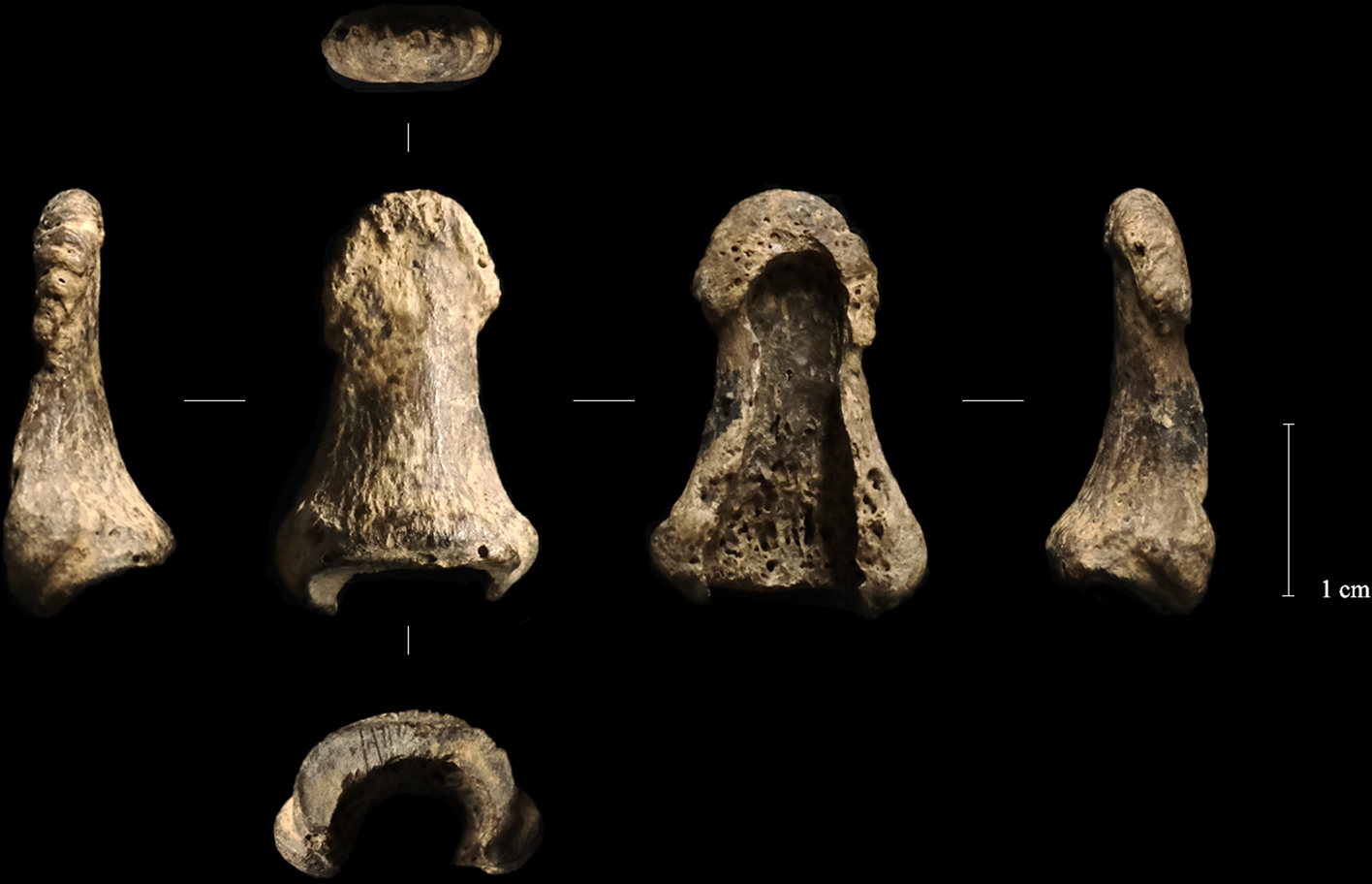 Left distal phalanx of an early modern human (Homo sapiens) from Layer VIII of Obłazowa Cave, Poland. The bone was directly radiocarbon dated and helped establish the age of the associated mammoth-ivory boomerang