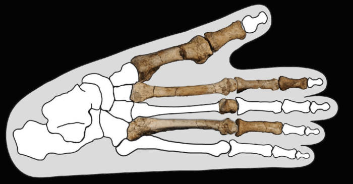 The Burtele foot fossil.