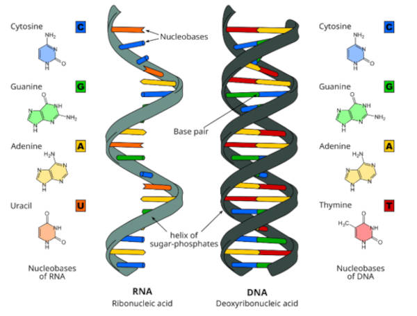sRNA molecules
