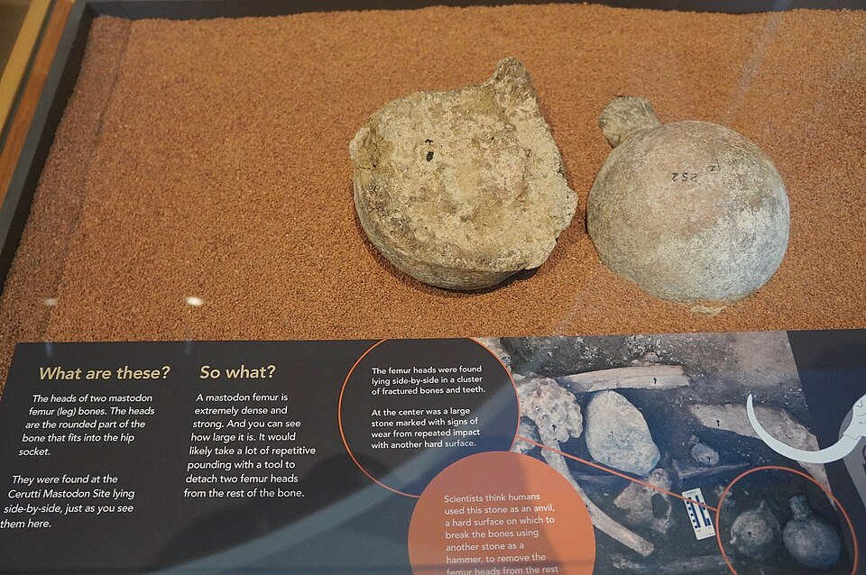 Mastodon femur heads from the Cerutti Mastodon Site museum display, San Diego County, California