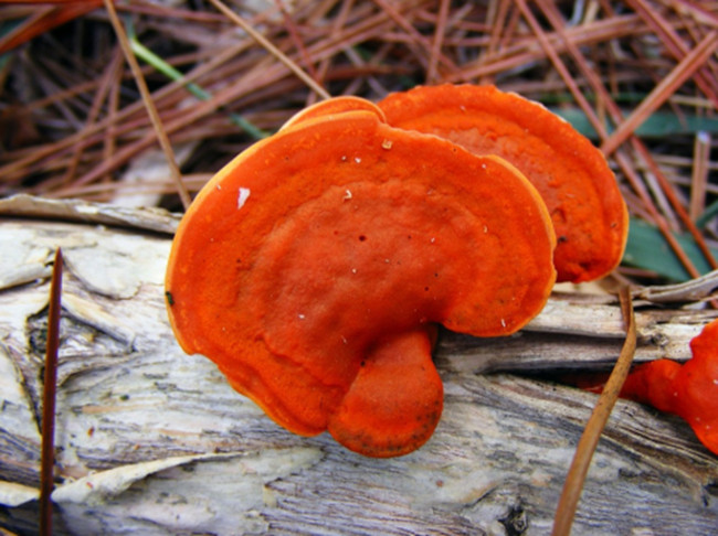 Pycnoporus cinnabarinus, Zinnober holzbewohnende, Orange