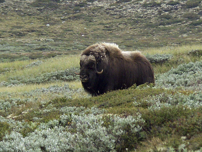 Bison in narure