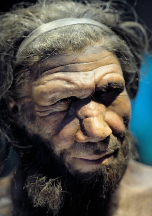 Neanderthal reconstruction model at the Natural History Museum