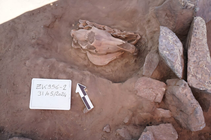 Horse skull and vertebrae remains at Khirigsuur ZK956