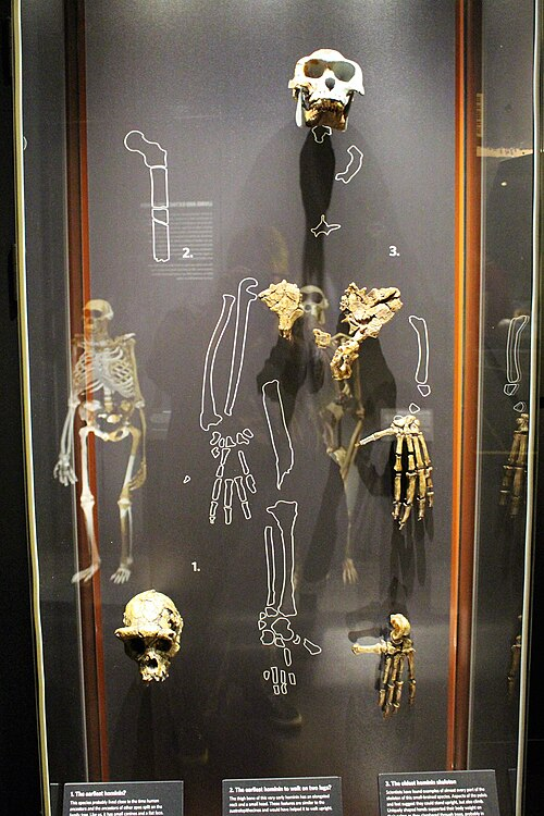 Museum exhibit comparing fossils of Sahelanthropus tchadensis, Orrorin tugenensis, and Ardipithecus ramidus, three of the earliest known hominins, used by researchers to investigate the origins of upright walking and the evolution of the human lineage