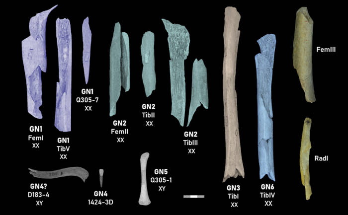 Neanderthal bones showing evidence of butchery.