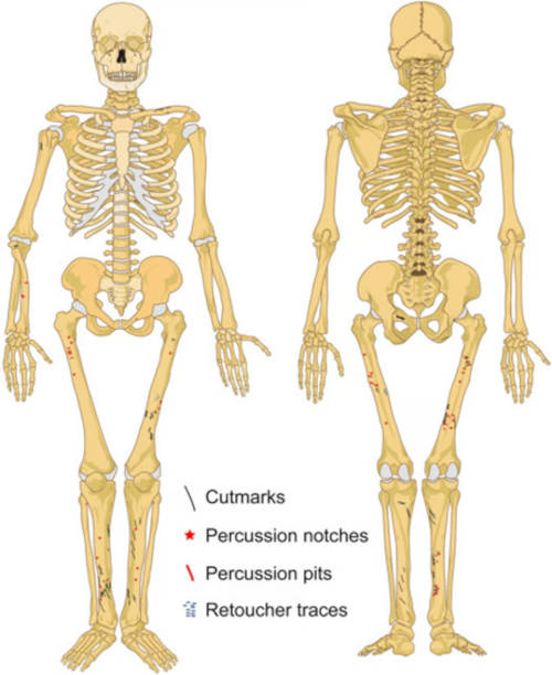 Diagram of skeltal bones fund with evidence of butchery at Goyet Cave. 