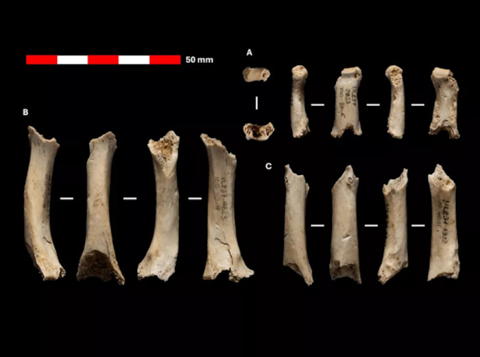 Remains of a right hand belonging to the Neanderthal individual from Abauntz.
