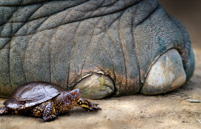 A European pond turtle (Emys orbicularis) next to the foot of a European straight-tusked elephant (Palaeoloxodon antiquus),