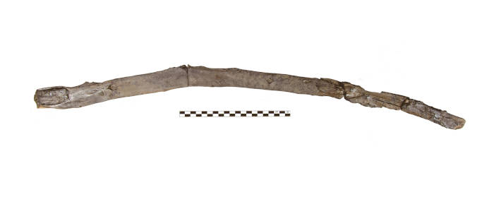 430,000-year-old wooden tool from Greece that was possibly used for digging