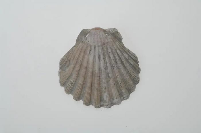 One of the pilgrim shells found at the Västerhus cemetery - a site investigated in the study.