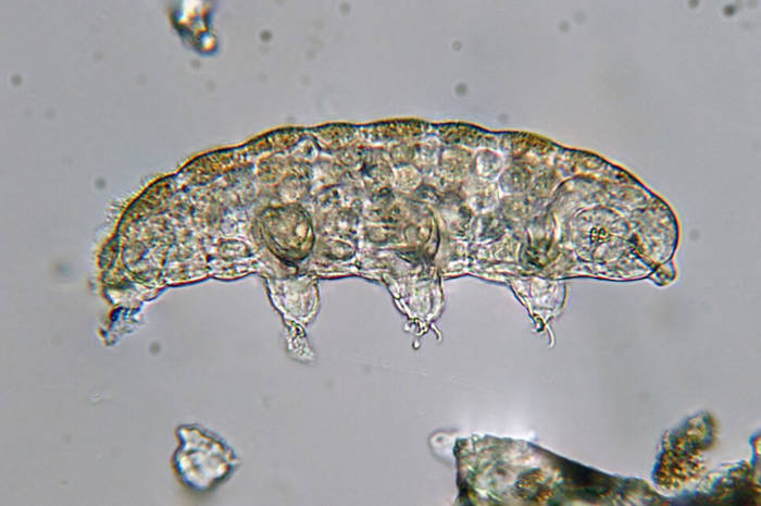 Tardigrades, or water bears