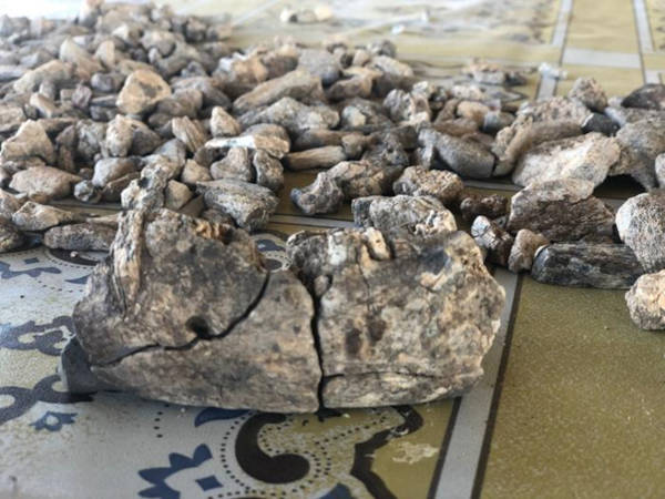 The fragments of the Paranthropus mandible after being assembled in the field 