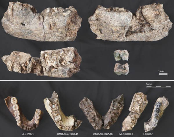 Multiple views of the newly discovered Paranthropus mandible (MLP-3000-1) compared with other hominin jaws