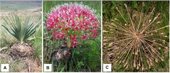 Vaious states of Boophone disticha (gifbol), 