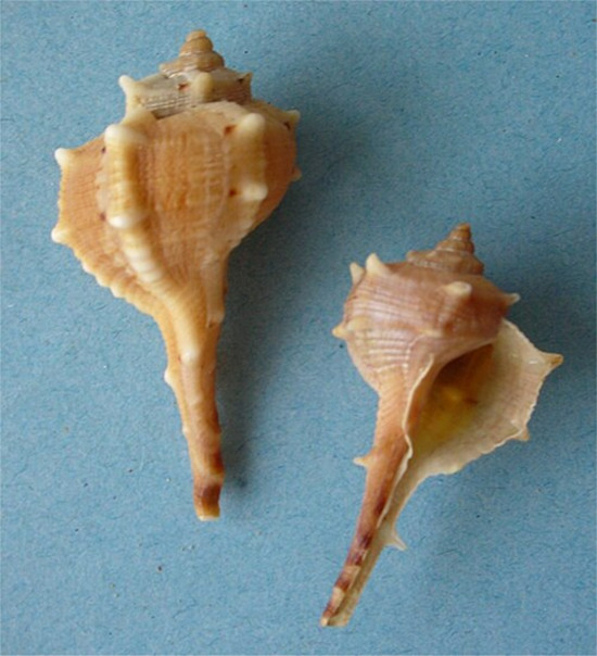 Two Bolinus brandaris shells, the source of the dye known as Tyrian purple. 