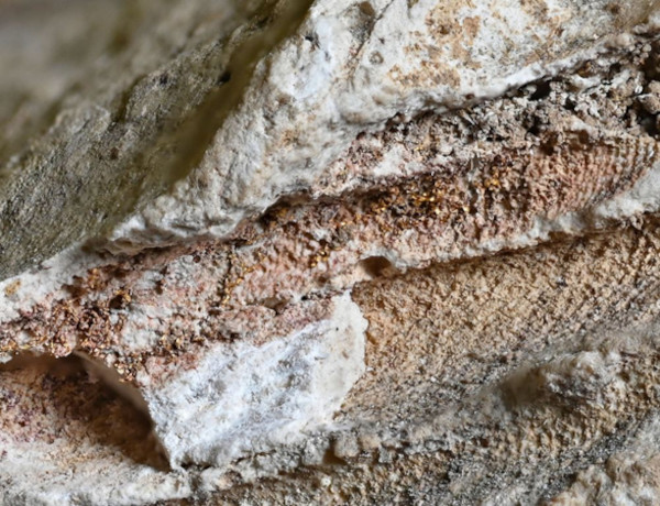 Purple dye residues with a pinkish hue and gold threads visible in the infant burial in York.
