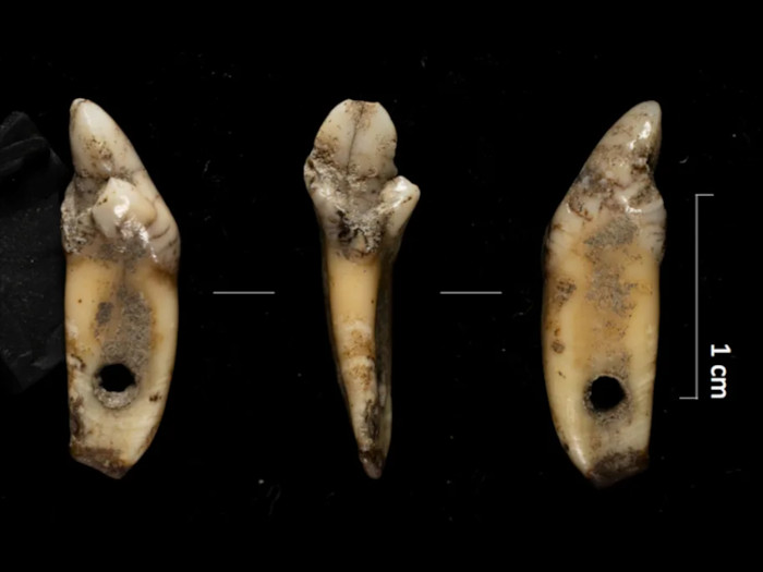 Pendant made from a bear incisor recovered during the excavation works at Cova 338.