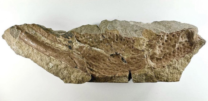 A fossil pincer assigned to Praearcturus gigas