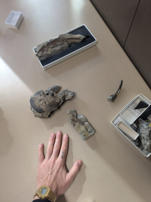 Fragmentary fossil remains helped researchers reconstruct the giant Devonian scorpion