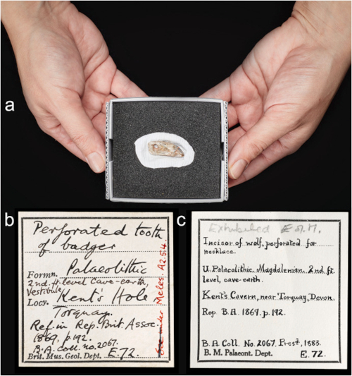 سن ختم مثقوب من Kents Cavern، Devon 