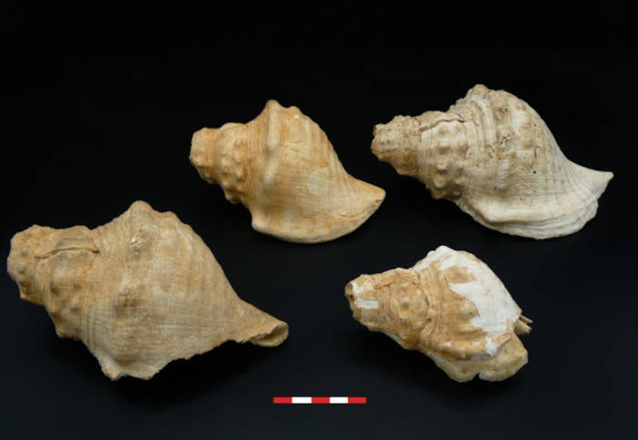 Photographs of some of the Neolithic shell trumpets from Catalonia 