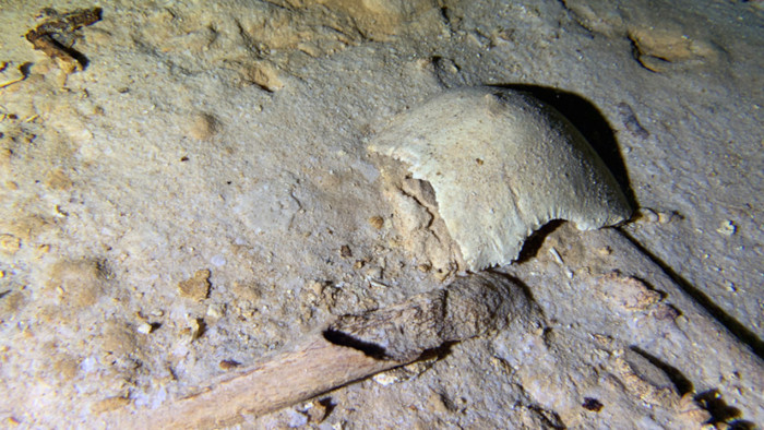 The skull and other bones of the prehistoric skeleton on the cave floor