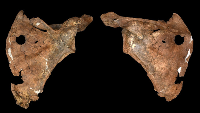 The ventral (left) and dorsal (right) views of the Shanidar A scapula with the hole through it.