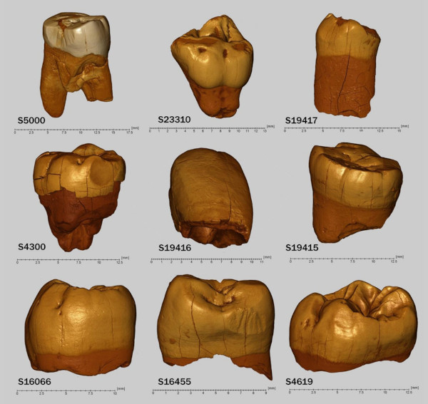 Reconstruction of the Neanderthal teeth discovered in Stajnia Cave 